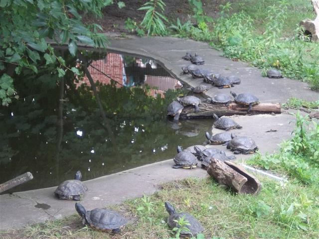 Tierparklauf 2013