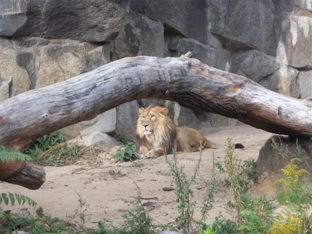 Tierparklauf 2013